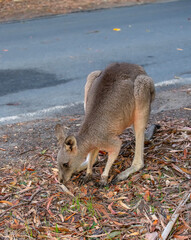 Wild kangaroo grazing next to a road, South Australia