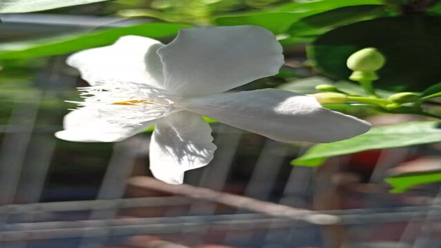 Wrightia antidysenterica flower