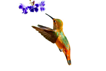 Allen's Hummingbird (Selasphorus sasin) Photo, in Flight, Feeding on Golden Dewdrops (Duranta...