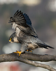 peregrine falcon