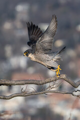 peregrine falcon