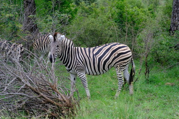 Baby Zebra