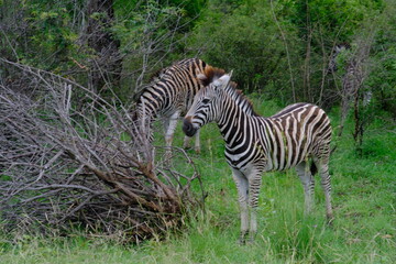 Cheeky zebra.