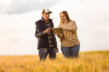Two agronomists or farmers check the quality of the grains in the middle of a wheat field. They...
