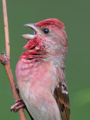Common rosefinch (Carpodacus erythrinus)