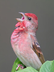Common rosefinch (Carpodacus erythrinus)