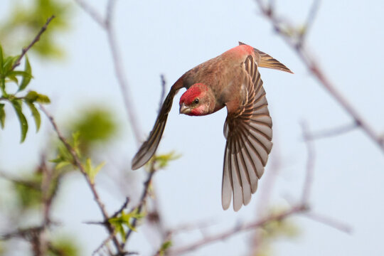 Common rosefinch (Carpodacus erythrinus)