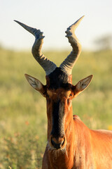 Kgalagadi Transfrontier Park one of the great parks of South Africa wildlife and hospitality in the Kalahari desert