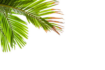 Fototapeta premium Leaves of palm tree on transparent background
