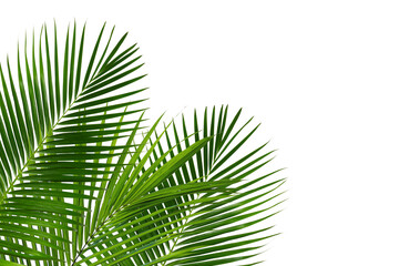 Fototapeta premium Palm leaves with copy space on transparent background, foliage on corner border