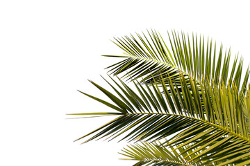 Fototapeta premium Green palm leaves foliage on corner border, transparent background