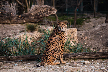 Gepard steht vor Felsen in karger Landschaft © Vanell