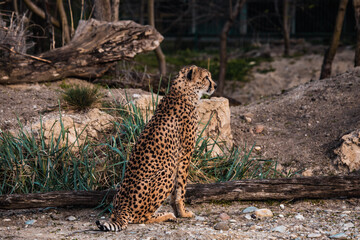 Gepard steht vor Felsen in karger Landschaft © Vanell