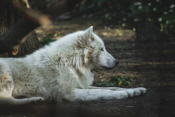 Arktischer Wolf liegt auf Boden