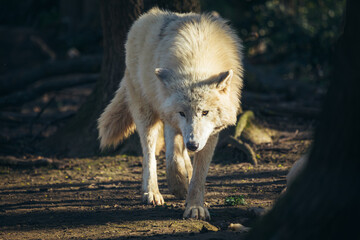Polarwolf läuft herum