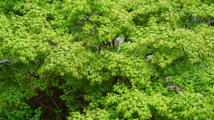 The fresh green leaves on the branches of the trees in spring