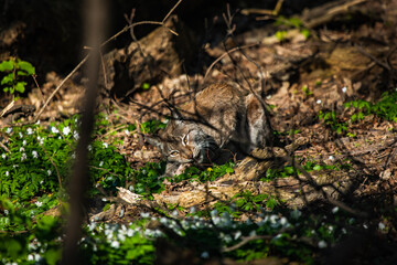 Luchs am Fressen