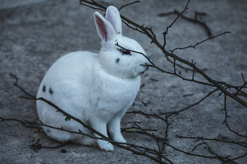 Wei&szlig;es Hauskaninchen umgeben von &Auml;sten