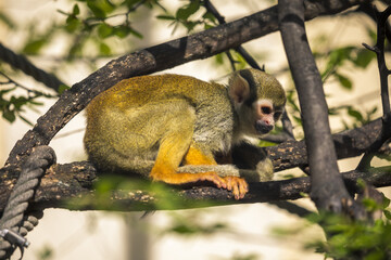 Totenkopfäffchen sitzt im Baum