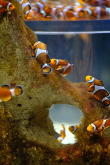 Clown fish 3
