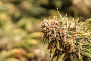 Close-up of mature cannabis flowers with copy space.