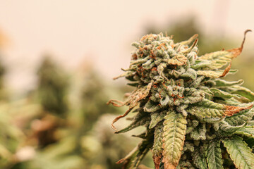 Close-up of mature cannabis flowers with copy space.