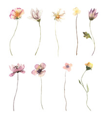 Watercolor Midsummer flowers collection with hand painted delicate  wildflowers. Romantic floral arrangements perfect for wedding greeting cards, invitation. High quality PNG illustration.
