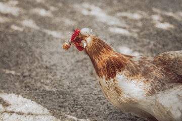 Huhn hat Brot im Schnabel