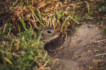 Ziesel schaut aus Erdloch