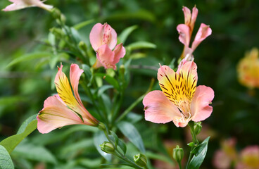 アルストロメリア「サマーフィーリング」