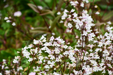 シロツリガネヤナギ　foxglove beardtongue