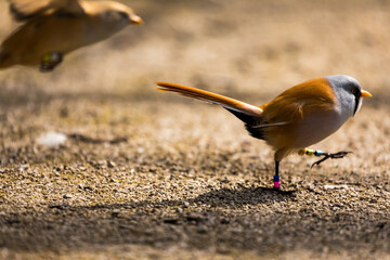 Männliche Bartmeise geht spazieren während eine weibliche Bartmeise im Hintergrund fliegt