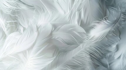 Fototapeta premium soft white feathers texture background abstract photo