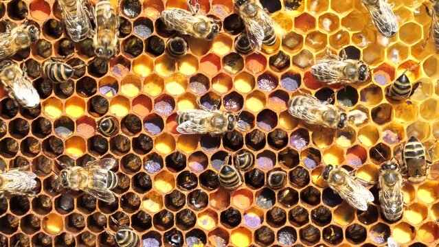 Excellent development of a bee colony before honey harvest.
The honeycombs contain colorful pollen for feeding young bees. 