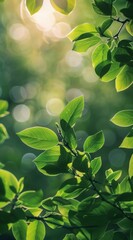 Lush Green Leaves in Sunlight on a Summer Day