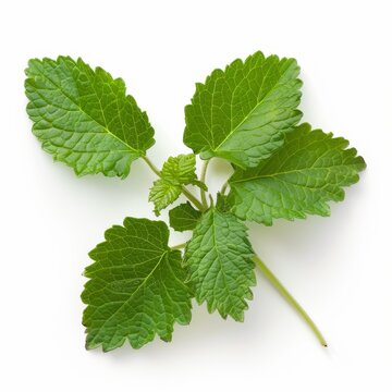 patchouli leaf isolated on white background