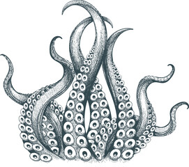 Hand drawn engraving octopus tentacles