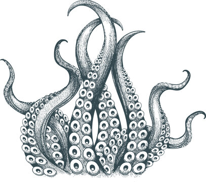 recommend clip art: Hand drawn engraving octopus tentacles