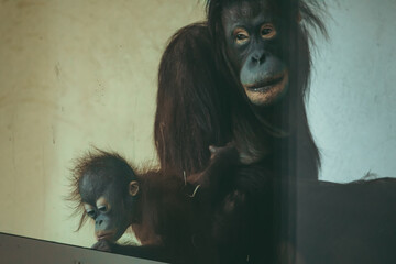 Orang-Utan Mama mit Jungtier