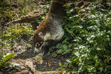Nasenb&auml;r streunt durch die Natur