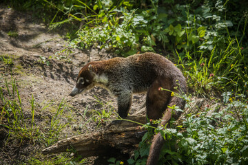 Nasenb&auml;r streunt durch die Natur