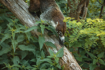Nasenb&auml;r klettert &uuml;ber Baumstamm