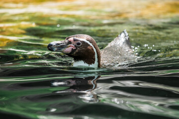 Fototapeta premium Humboldtpinguin schwimmt im Wasser