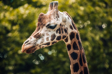 Portrait einer Giraffe