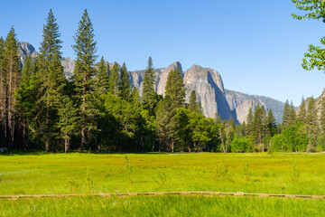 The peaceful and tranquil El Capitan meadows in the Yosemite National Park at the valley floor. Dead trees, burnt trees, grass areas, thick forests, and merced river and mountain views.