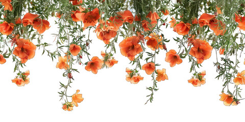 PNG Orange flowers outdoor pattern nature