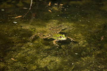 Grüner Frosch in grünem Wasser