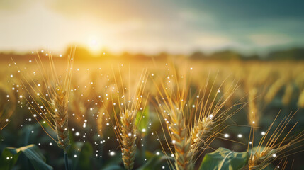 Wheat field with wind turbines and digital data overlay under bright sunlight, showcasing renewable energy and agriculture integration. Includes copy space for additional information.