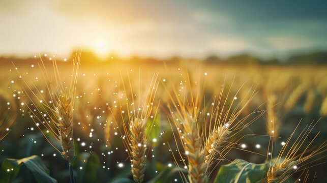 Wheat field with wind turbines and digital data overlay under bright sunlight, showcasing renewable energy and agriculture integration. Includes copy space for additional information.
