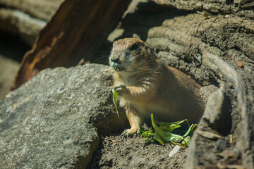 Präriehund frisst Grünzeug